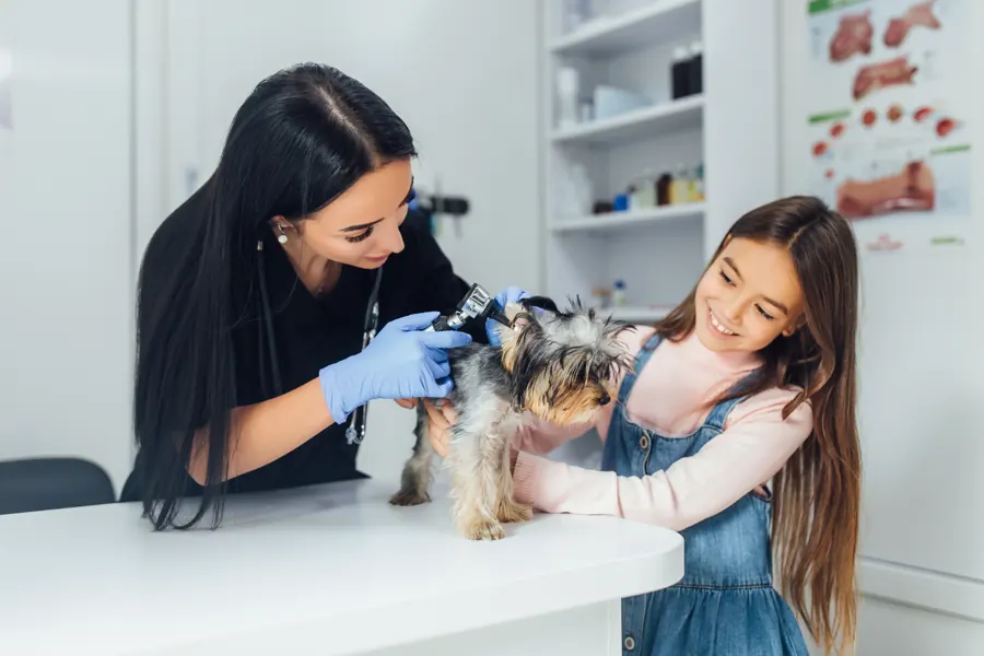 Pet groomer caring for a dog